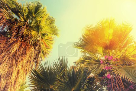 Photo for Palms against blue sky background - Royalty Free Image