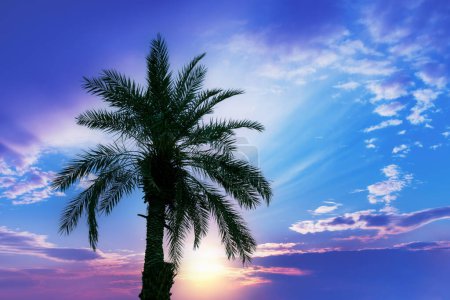 Téléchargez les photos : Palmier contre un ciel couchant. Silhouette du grand palmier - en image libre de droit