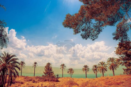 Foto de Norte de Israel. Una hilera de palmeras cerca del Mar de Galilea en un día soleado - Imagen libre de derechos