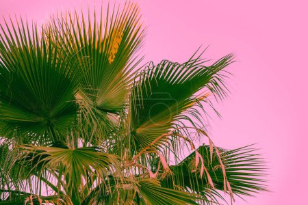 Téléchargez les photos : Feuilles de palmier sur fond rose. Nature tropicale fond - en image libre de droit