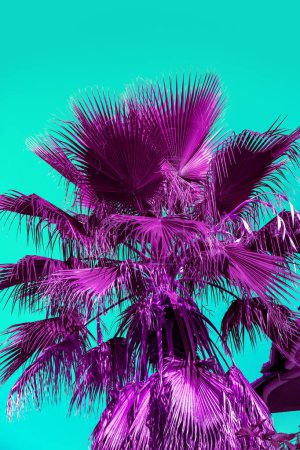 Téléchargez les photos : Feuilles de palmier violet sur fond turquoise. Nature tropicale fond - en image libre de droit