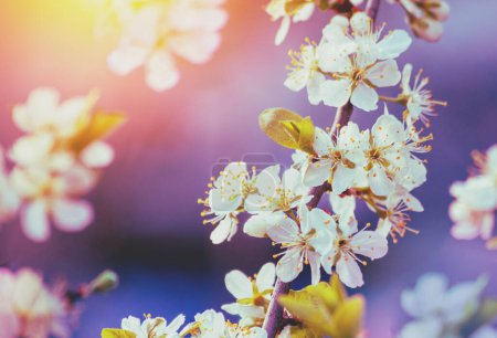 Foto de Rama floreciente de un manzano. Huerto de primavera - Imagen libre de derechos