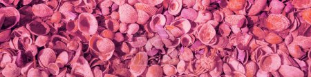Sea coquina shells nature background. Pink toning. Horizontal banner