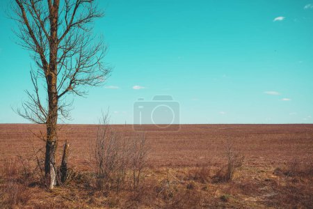 Lonely tree in an arable field. Minimalist landscape with clear sea green color sky