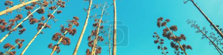 Téléchargez les photos : Silhouette d'agaves contre le ciel couchant. Une rangée d'agaves en fleurs pendant le coucher du soleil. Fond nature Bannière horizontale - en image libre de droit
