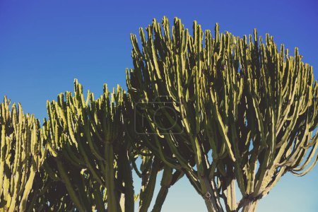Silhouette of Succulent plants against day blue sky