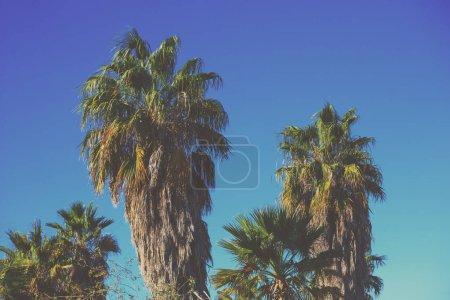 Una fila de palmeras tropicales contra un cielo azul. Paisaje tropical. Hermosa naturaleza tropical