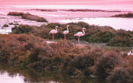 Foto de Flamencos rosados en el lago en el parque natural de Camargue - Imagen libre de derechos