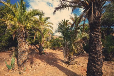 Photo for Row of tropical palms. Tropical landscape. Beautiful tropical nature - Royalty Free Image