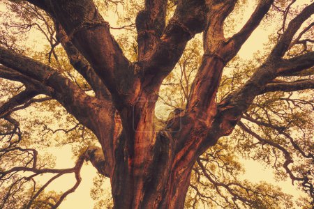 Foto de El roble de corcho más antiguo (Quercus suber) del mundo. Portugal Alentejo. Fondo de naturaleza - Imagen libre de derechos