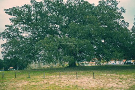 Die älteste Korkeiche (Quercus suber) der Welt. Portugal Alentejo. Hintergrund Natur