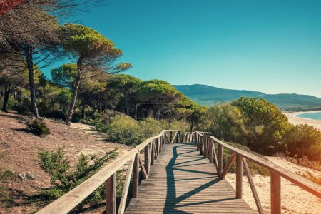 Wooden walkway along the sea and pine trees in the natural park to sandy Bolonia Dune  Andalusia Spain Europe