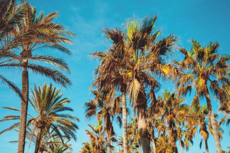 Palm trees against the blue sky. Palm plantation. Natural landscape. Ein Gedi, Israel