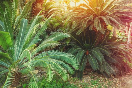 Palmen in einer Wüstenoase. Kibbuz Ein Gedi, Israel
