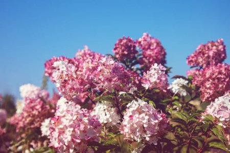 Foto de Arbusto de hortensias rosadas en el jardín sobre un fondo azul - Imagen libre de derechos