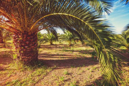 Tropical palm plantation on a sunny day. Tropical landscape. Beautiful tropical nature