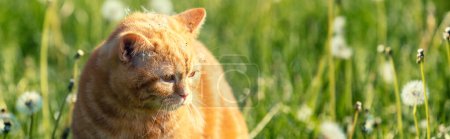 Gato en la naturaleza al aire libre. Ginger gatito acostado en la hierba con dientes de león en un día soleado de verano. El gato con paracaídas de diente de león en la cabeza. Banner horizontal