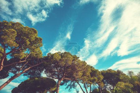 Mediterranean pine trees against a cloudy sky. Natural background