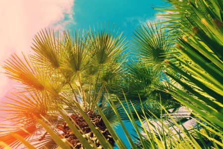 Hohe tropische Palmen vor blauem Himmel. Schöne tropische Natur