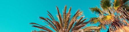 Palm trees against the blue sky. Horizontal banner