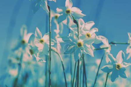 Blumen im Hintergrund. Blühende wilde Narzissenblüten. Floral Frühling Natur Hintergrund. Vintage Farbe