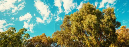 Landschaft mit Eukalyptushain im Sommer. Ländliche Landschaft. Horizontales Banner