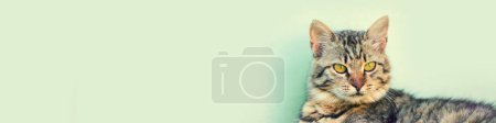 Sibirische Katze liegt vor hellgrünem Hintergrund. Horizontales Banner