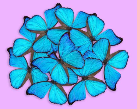 Morpho godartii composición de la mariposa sobre fondo rosa
