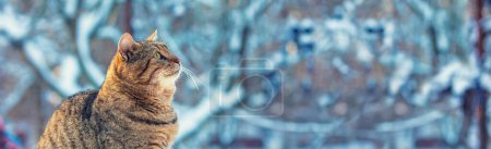 Cat outdoors. Cute kitten walking in the snow in winter. Horizontal banner
