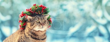 Portrait of a funny cat in a Christmas wreath. The cat sits in the garden in winter. Horizontal banner