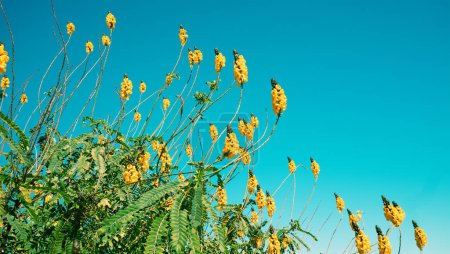 Flor Senna didymobotrya arbustos contra el cielo azul claro en otoño Fondo de la naturaleza