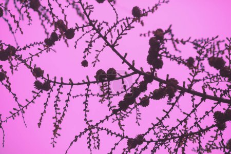 Pendelnde Zweige von Cedrus atlantica glauca mit beladenen Samenköpfen gegen rosa Himmel