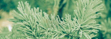 Pine branches are covered with ice after freezing rain. Nature winter background. Winter nature. Horizontal banner