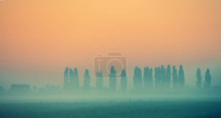 Minimalist landscape. A row of the poplar trees in the field in the early foggy morning. Gradient color