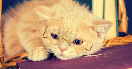 Cute business little kitten wearing glasses lying on a book. Horizontal banner