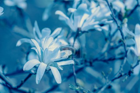 Photo for Blooming white flowers of Magnolia stellata. Spring. Blue vintage floral background - Royalty Free Image