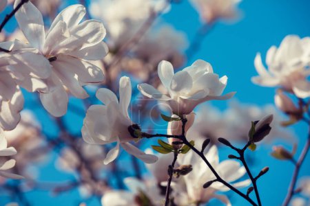 Blooming white flowers of Magnolia stellata against the blue sky. Spring. Blue vintage floral background
