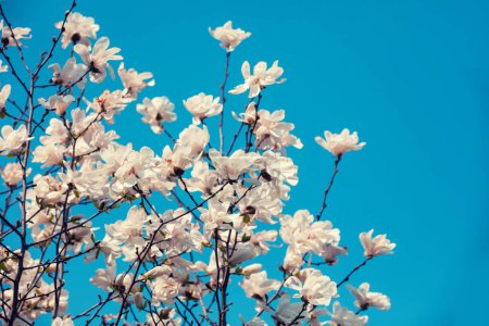 Blooming white flowers of Magnolia stellata against the blue sky. Spring. Blue vintage floral background