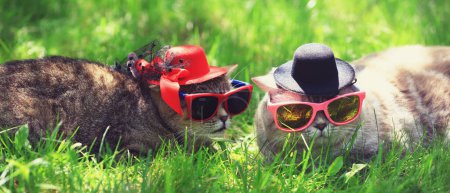 Two funny cats wearing sunglasses and hats lay on the grass on a sunny day. Horizontal banner