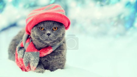 Modeporträt einer Katze mit Strickmütze und Schal im verschneiten Winter
