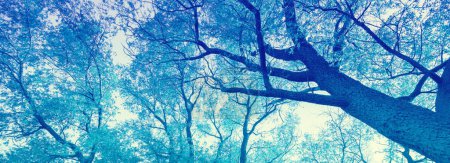 Blauer Rahmen von Bäumen. Natur im Hintergrund. Ansicht von unten. Horizontales Banner
