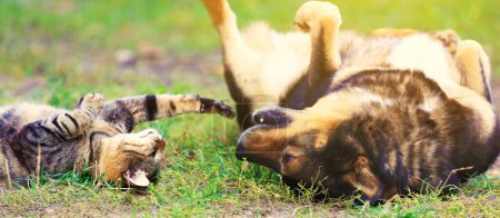 Lustige beste Freunde Hund und Katze spielen zusammen im Freien. Ein Hund und eine Katze liegen auf dem Rücken im Gras. Horizontales Banner