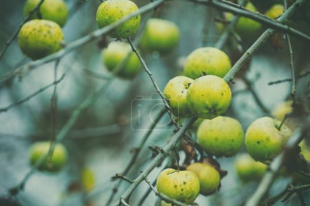 Téléchargez les photos : Pommes mûres vertes sur une branche dans le jardin après la pluie - en image libre de droit