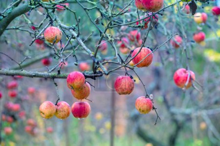 Téléchargez les photos : Pommes mûres rouges sur une branche dans le jardin après la pluie - en image libre de droit
