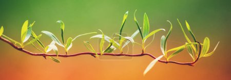 Junge Jasminblätter an einem Zweig im zeitigen Frühjahr. Orange-grüne Verlaufsfarbe. Horizontales Banner