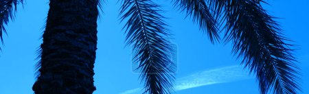 Palme gegen den blauen Himmel. Tropische Naturlandschaft. Horizontales Banner