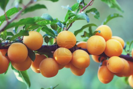 Photo for Branch with yellow plum in the garden. A bountiful harvest - Royalty Free Image