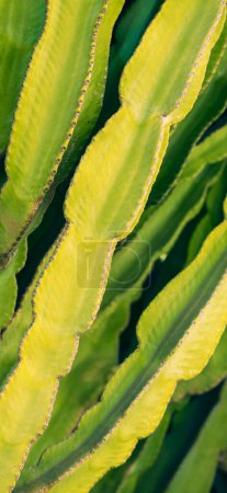 Cactus texture. Nature background. Vertical banner