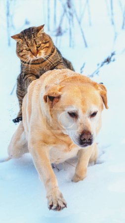 El gato y el perro divertidos son mejores amigos. Un gato monta a un perro al aire libre en el invierno nevado. Banner vertical