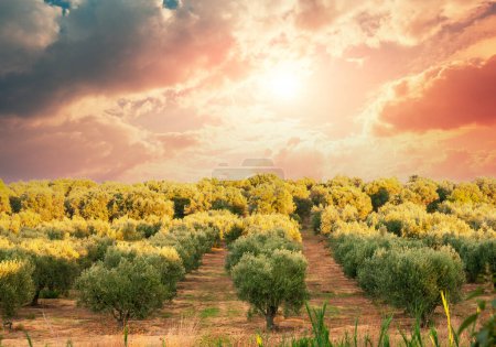 Plantation d'oliviers sur une colline contre le ciel couchant. Grèce, Europe